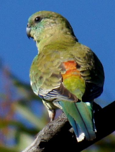 Red-rumped Parrot (Psephotus haematonotus)