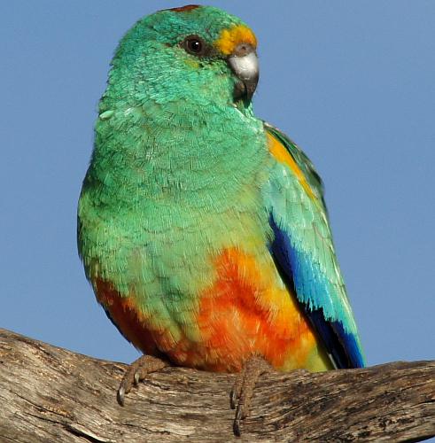 Mulga Parrot (Psephotellus varius)