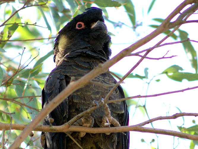 Yellow-tailed Black Cockatoo (Zanda funerea)