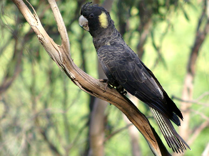 Yellow-tailed Black Cockatoo (Zanda funerea)
