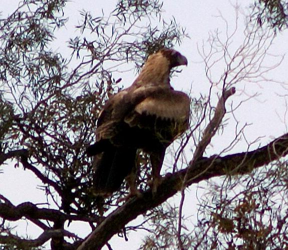 Mainland Wedge-tailed Eagle (Aquila (Uroaetus) audax ssp audax)