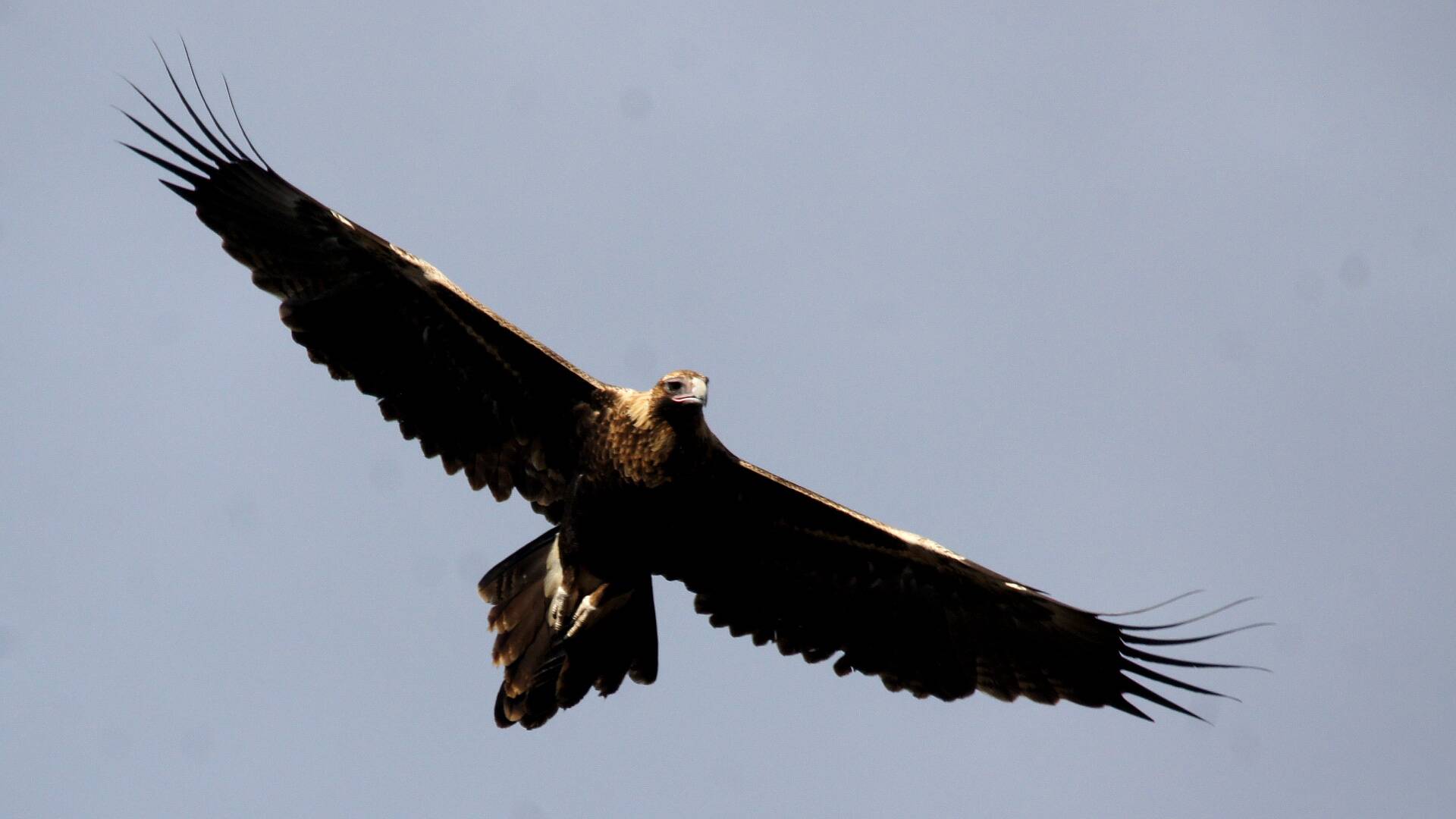 Mainland Wedge-tailed Eagle (Aquila (Uroaetus) audax ssp audax)