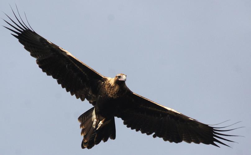 Mainland Wedge-tailed Eagle (Aquila (Uroaetus) audax ssp audax)