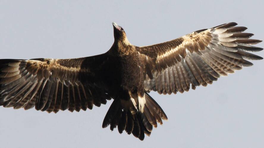 Mainland Wedge-tailed Eagle (Aquila (Uroaetus) audax ssp audax)