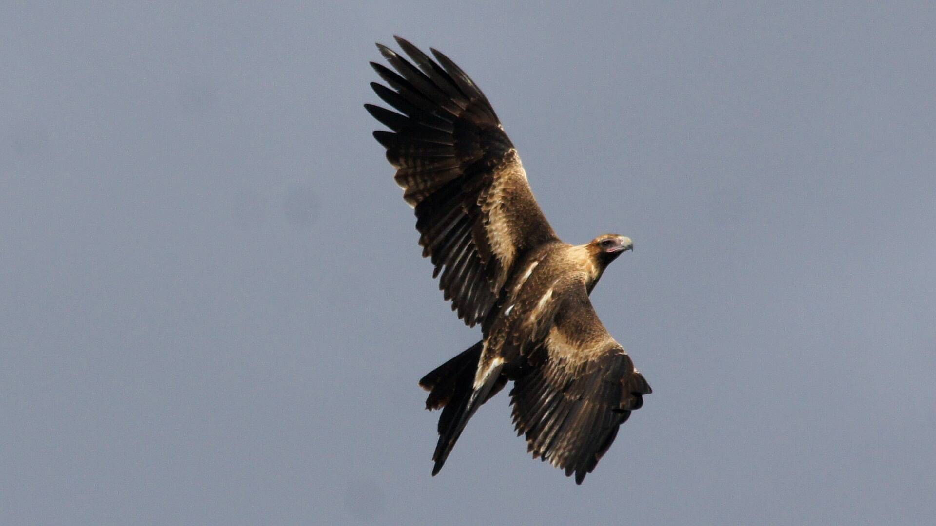 Mainland Wedge-tailed Eagle (Aquila (Uroaetus) audax ssp audax)