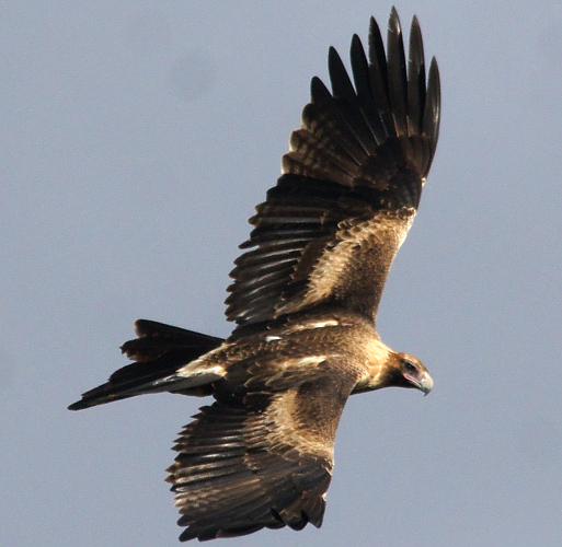 Mainland Wedge-tailed Eagle (Aquila (Uroaetus) audax ssp audax)