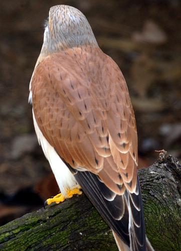 Nankeen Kestrel (Falco (Tinnunculus) cenchroides)