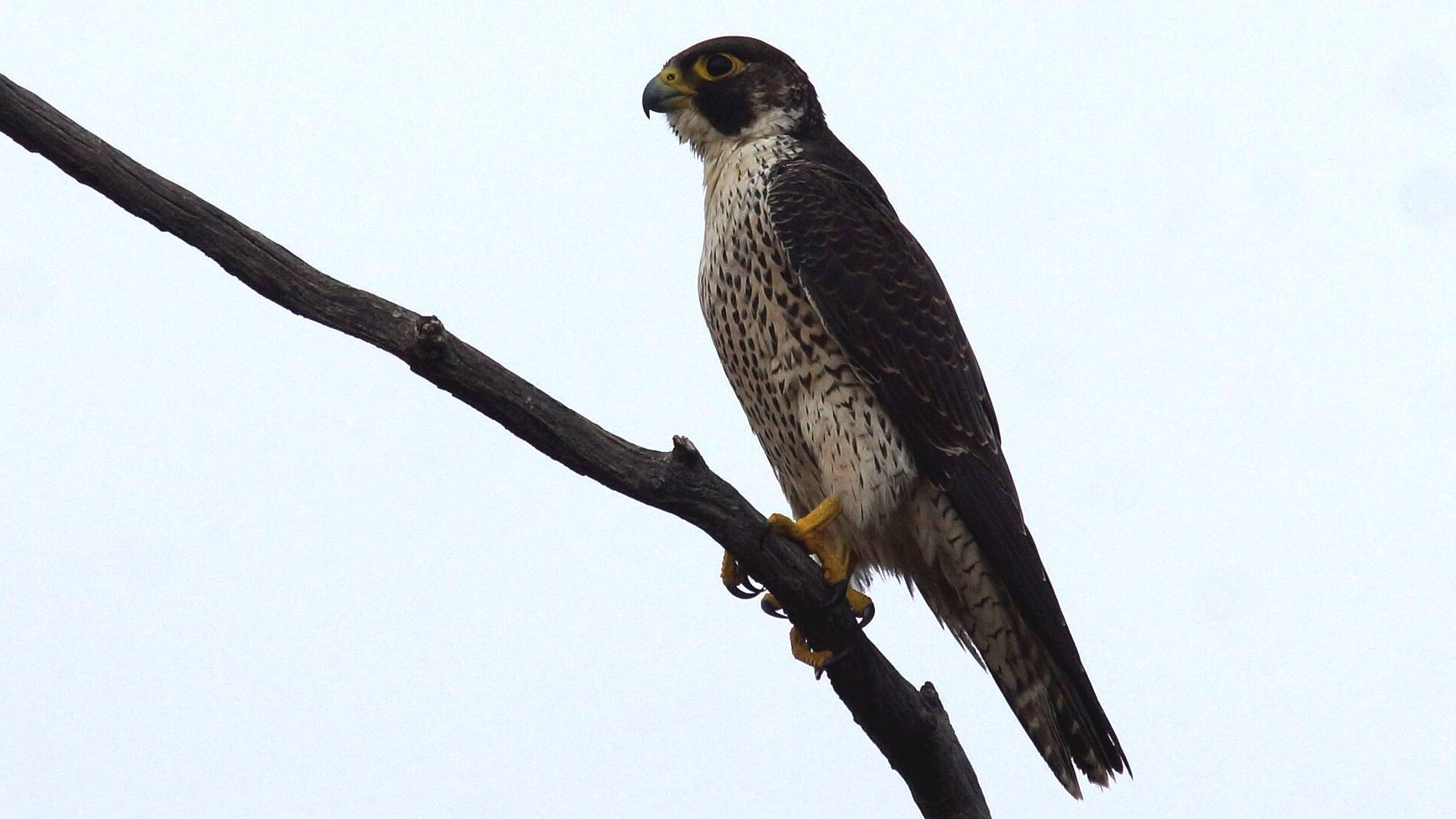 Peregrine Falcon (Falco peregrinus ssp macropus)