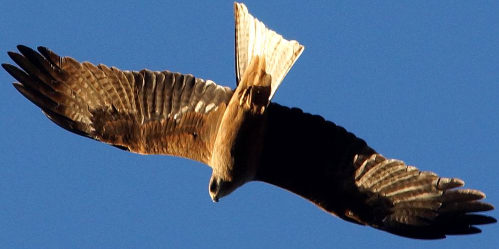 Australian Black Kite (Milvus migrans ssp affinis)