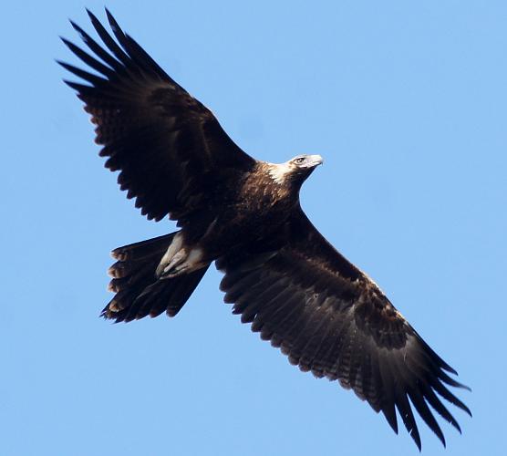 Mainland Wedge-tailed Eagle (Aquila (Uroaetus) audax ssp audax)