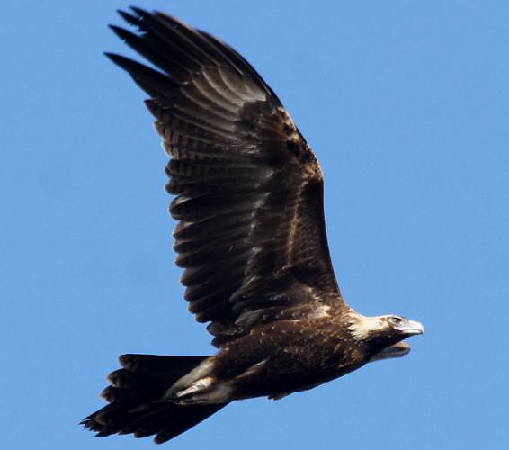 Mainland Wedge-tailed Eagle (Aquila (Uroaetus) audax ssp audax)