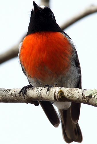 Scarlet Robin (Petroica boodang)