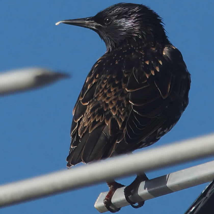 European Common Starling (Sturnus (Sturnus) vulgaris ssp vulgaris)