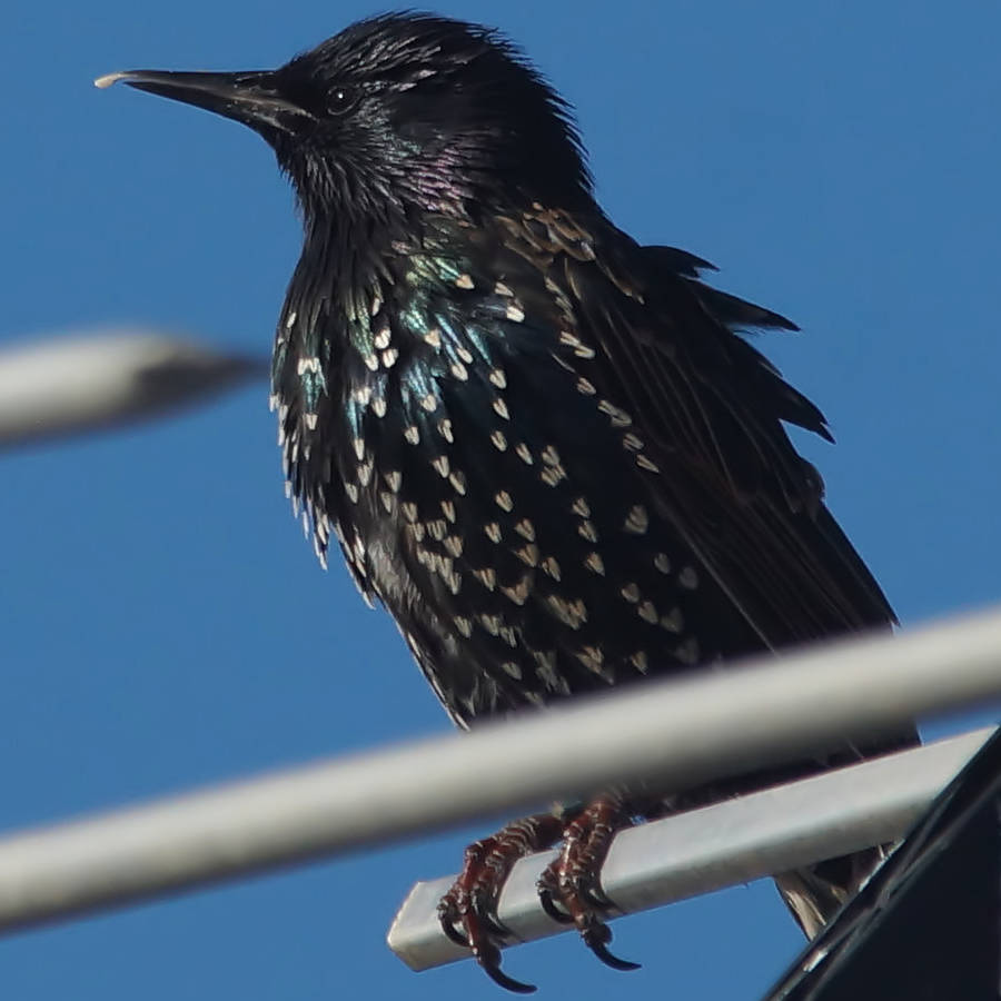 European Common Starling (Sturnus (Sturnus) vulgaris ssp vulgaris)