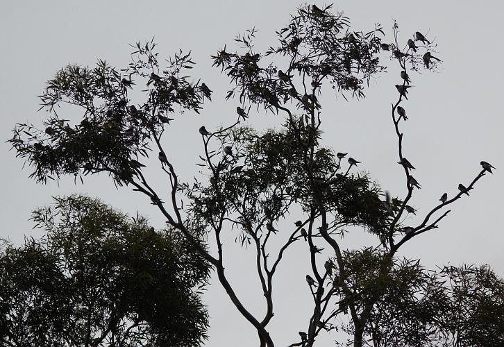Tree Martin (Petrochelidon nigricans)