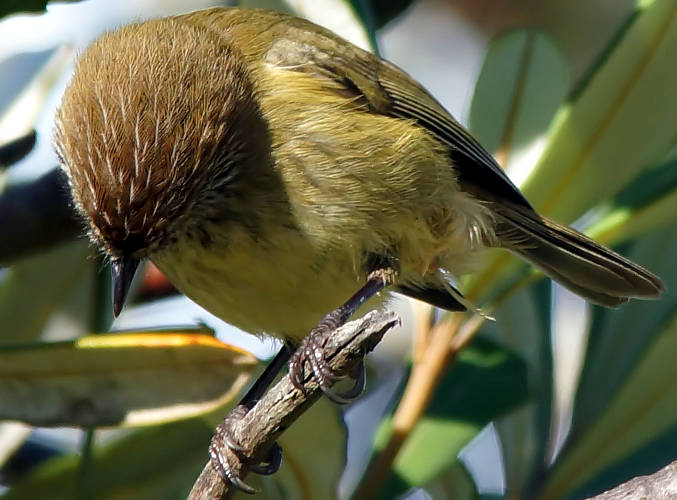 Striated Thornbill (Acanthiza lineata)