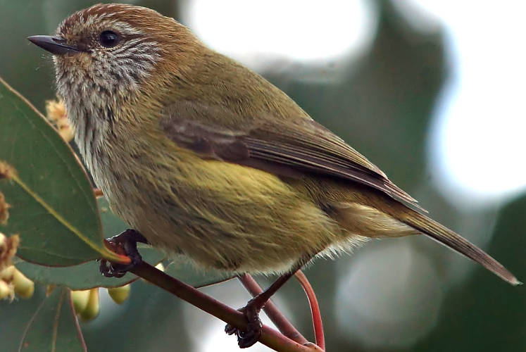 Striated Thornbill (Acanthiza lineata)