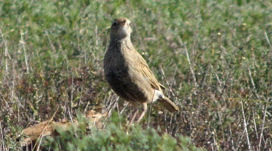Brown Songlark (Cincloramphus (Cincloramphus) cruralis)