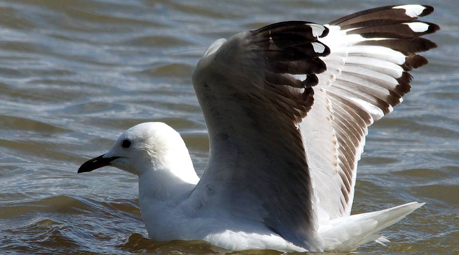 Silver Gull (Chroicocephalus novaehollandiae)