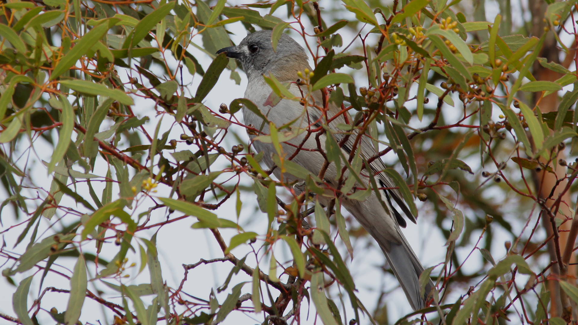 Grey Shrike-thrush (Colluricincla harmonica ssp harmonica)