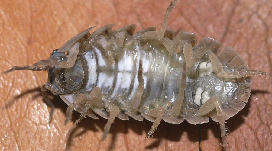 Pill Bug (Armadillidium vulgare)