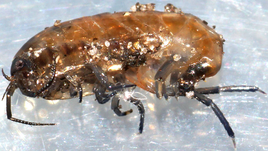 Terrestrial Amphipod (Talitridae sp)