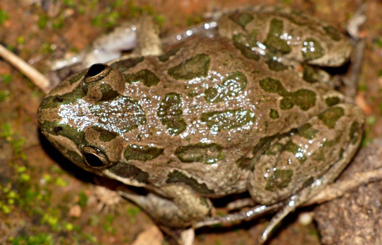 Spotted Marsh Frog (Limnodynastes tasmaniensis)