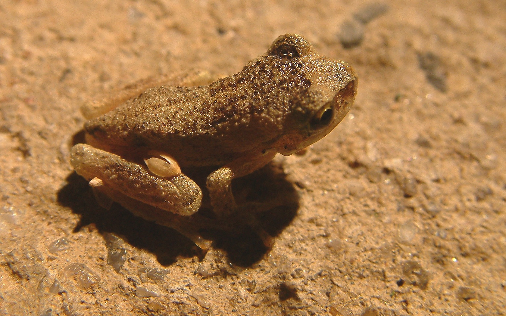 South Australian Tree Frog (Litoria calliscelis)
