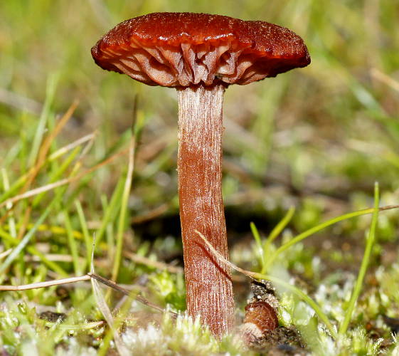Red Mushroom (Laccaria sp)