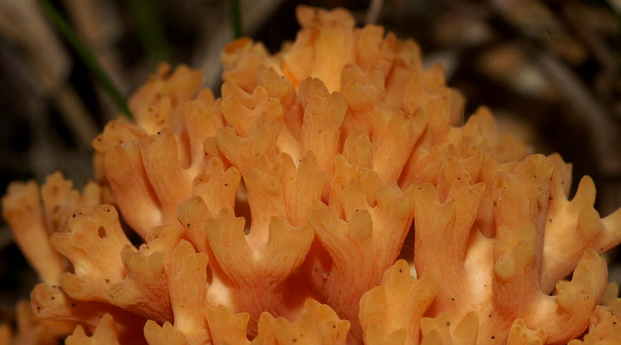 Cauliflower Coral Fungi (Ramaria capitata var capitata)