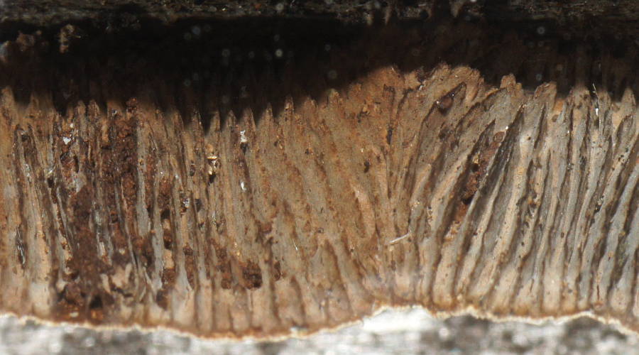 Brown Bracket (Gloeophyllum sp)