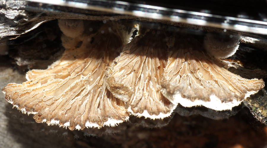 Split Gill (Schizophyllum commune)
