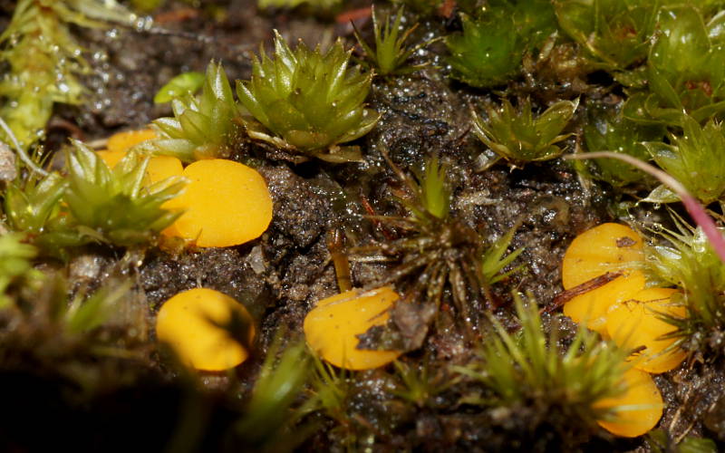 Orange Cup Fungus (Discinella terrestris)