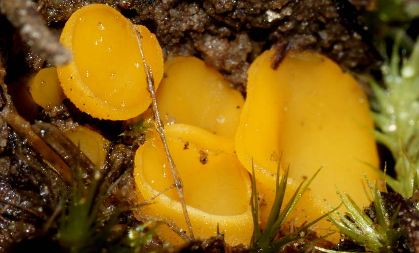 Orange Cup Fungus (Discinella terrestris)