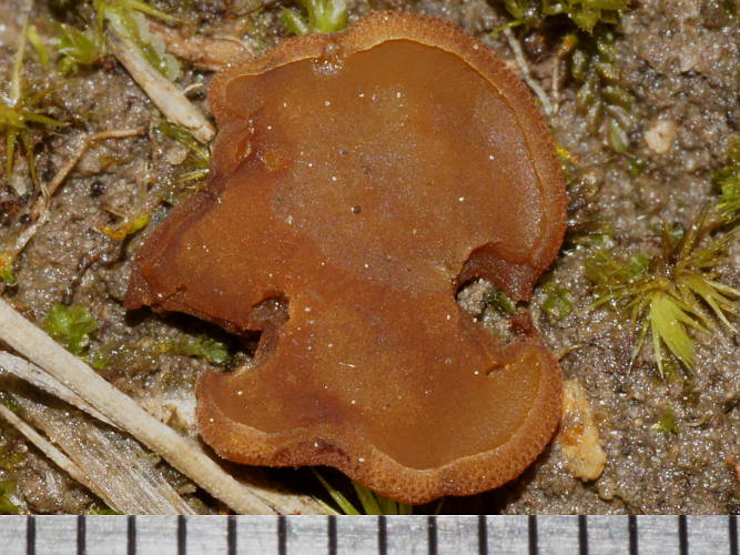 Smooth Disk Fungus (Aleurina cf ferruginea)