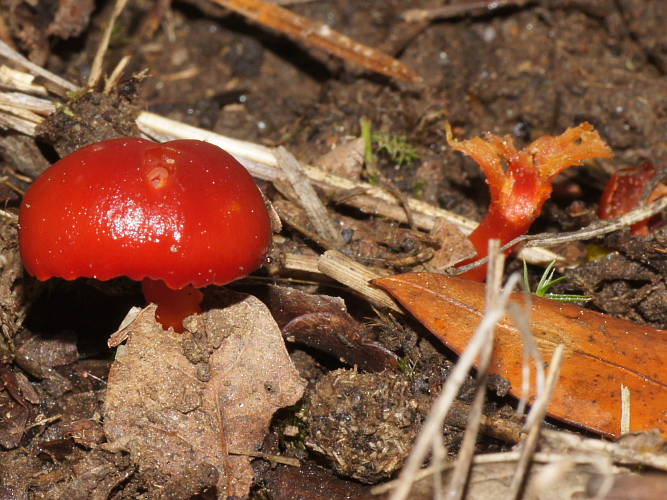 Red Mushroom (Hygrocybe miniata)