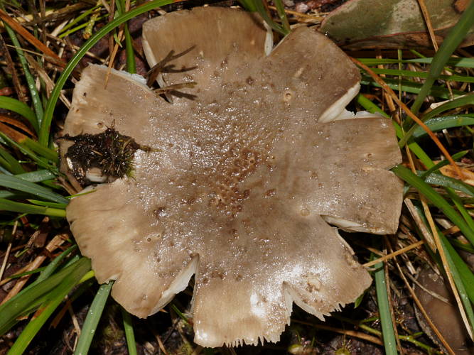 Golden Mushroom (Amanita sp)