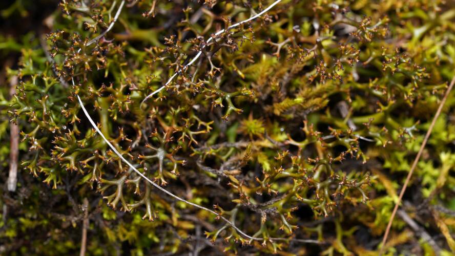 Spiny Moss Lichen (Cladia aggregata)