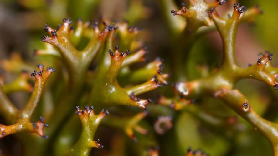 Spiny Moss Lichen (Cladia aggregata)