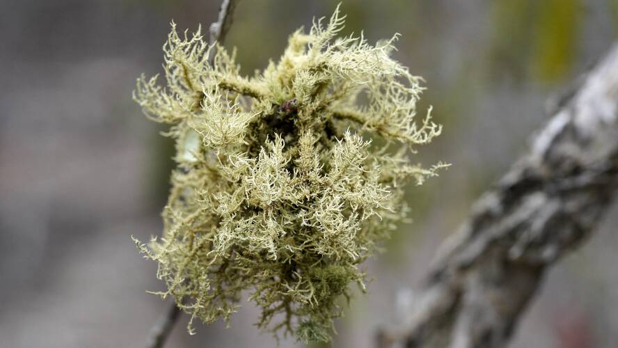 Beard Lichen (Usnea sp)