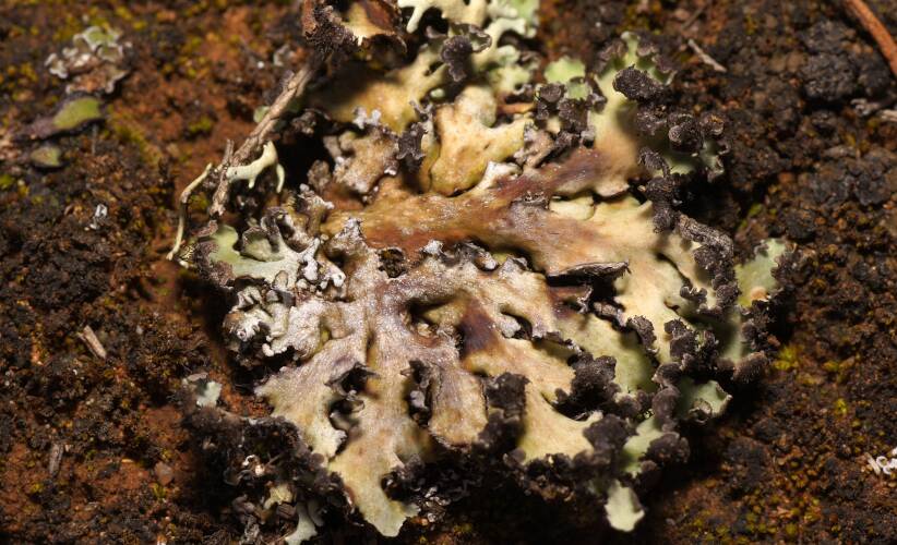 Rhizinate Lichen (Cladia muelleri)