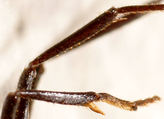 Titan Pony Ant (Rhytidoponera mayri)