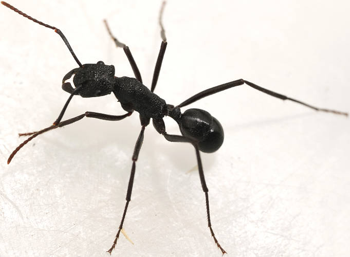 Titan Pony Ant (Rhytidoponera mayri)