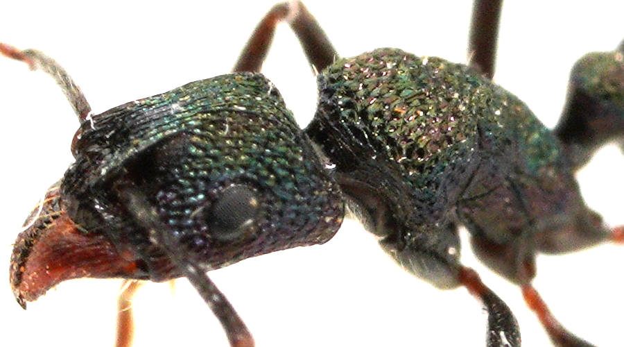 Green-head Ant (Rhytidoponera metallica)