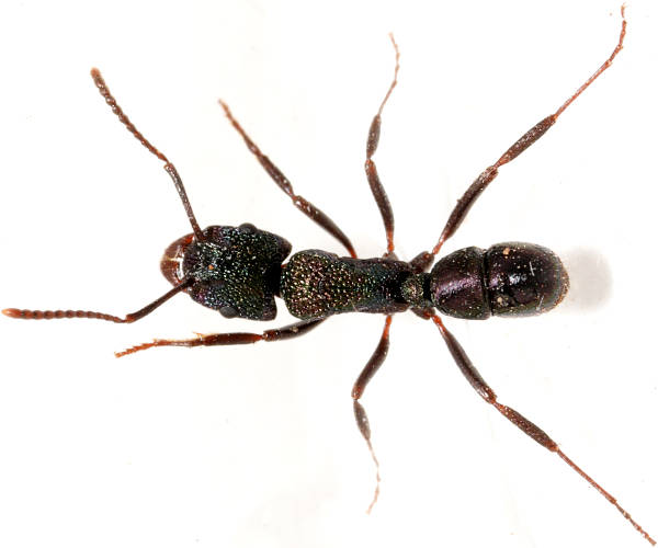 Green-head Ant (Rhytidoponera metallica)