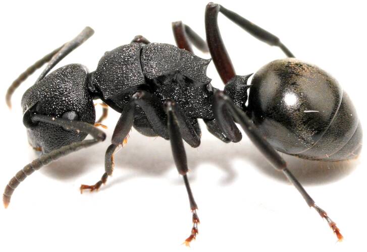 Toothed Spiny Ant (Polyrhachis phryne)