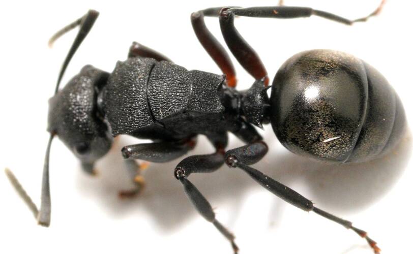 Toothed Spiny Ant (Polyrhachis phryne)