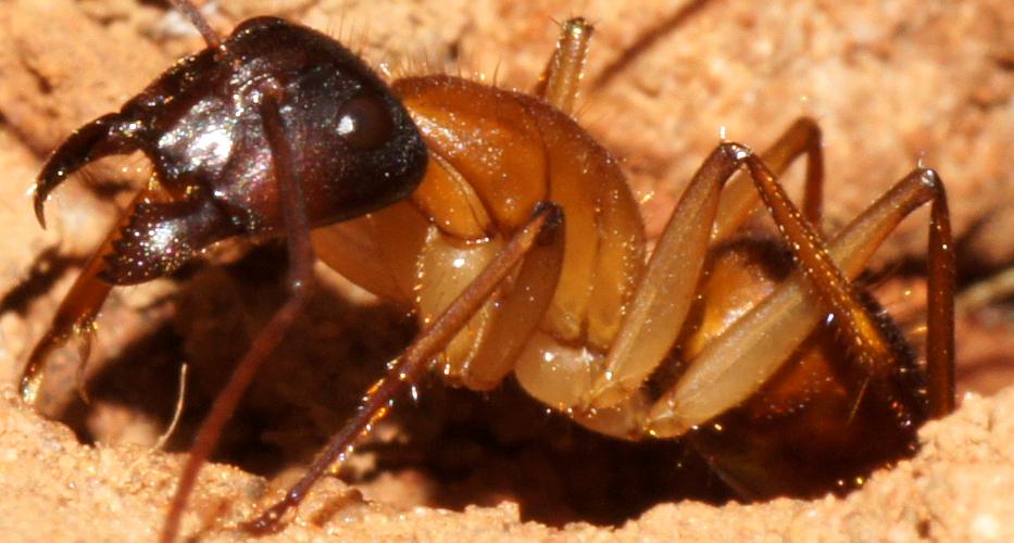 Black-headed Sugar Ant (Camponotus nigriceps)