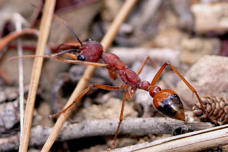 Giant Red Bull Ant (Myrmecia nigriscapa)