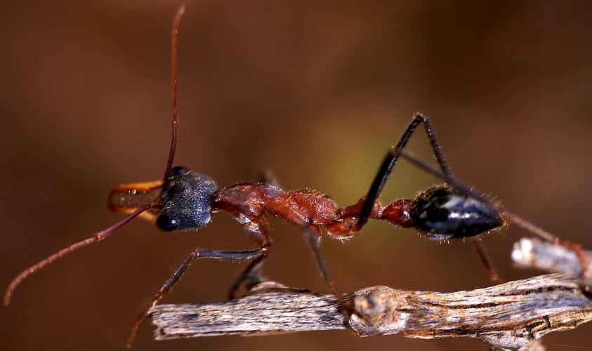 Black-headed Bull Ant (Myrmecia nigriceps)